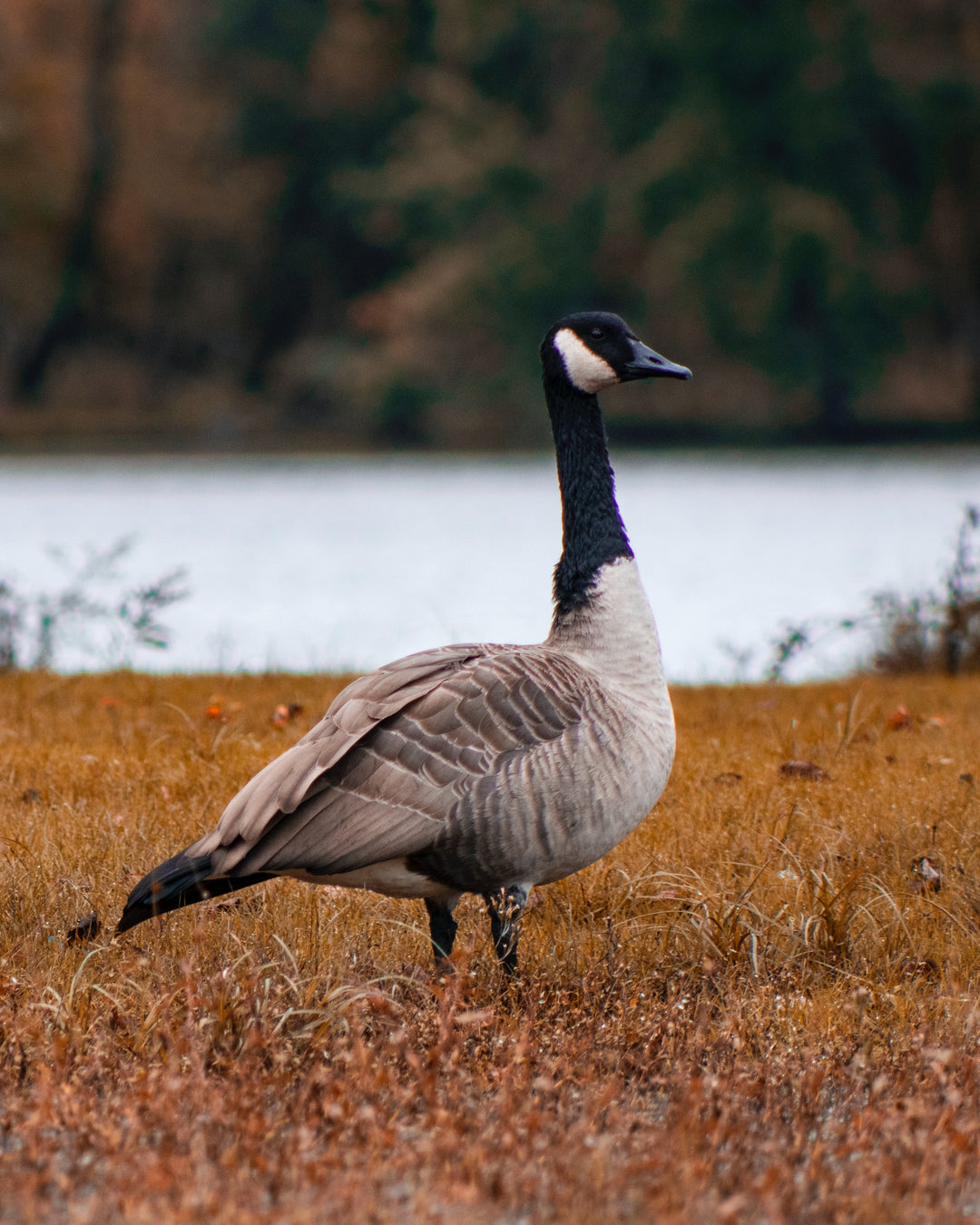 A Canada goose stands on brown grass near a lake, with trees and water blurred in the background.